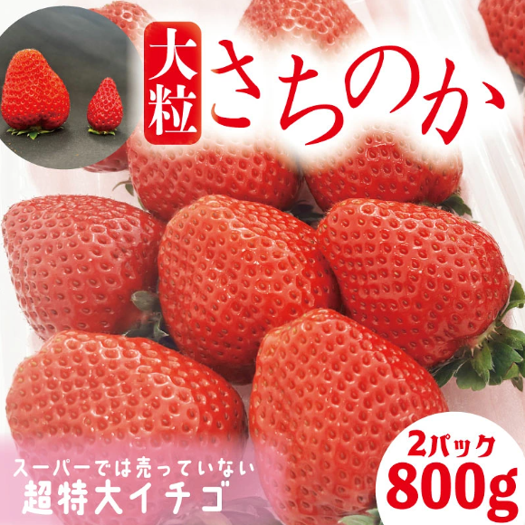 【2027年1月より順次発送】いちご さちのか 大粒 2パック ( 1パック 約400g前後 ) 計約800g前後 ビッグサイズ 特選 朝採れ 産地直送 季節限定 ブランド 苺 旬 産地 直送 期間限